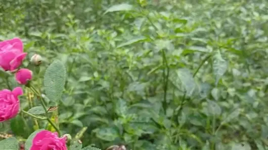 Köylü ateşli oğlan ve kız seks hikayesi bangla
