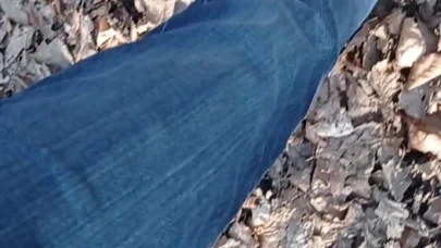 Ormanda biraz güneş ışığı